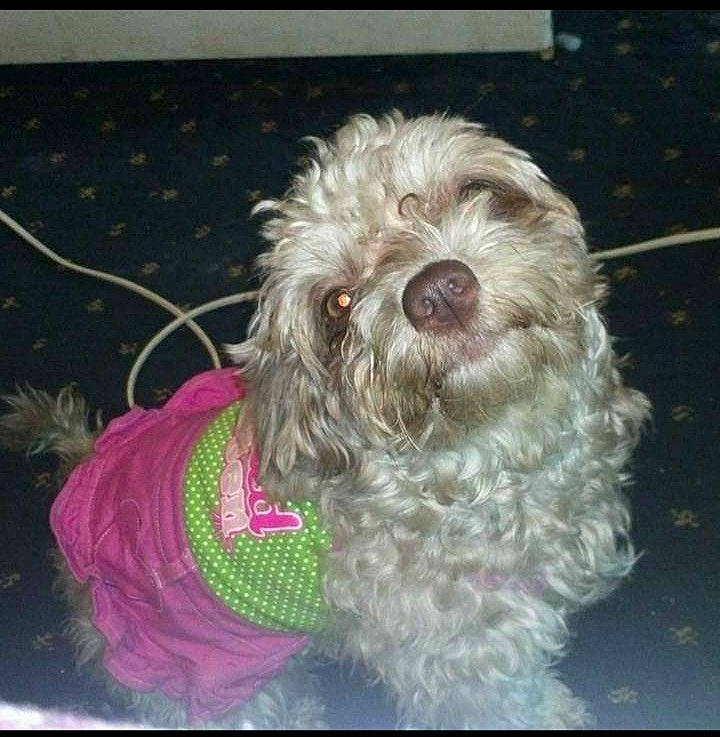 Princess Sugar Biscuit is registered to the contest to win money with this photo: bolonka, canidae, carnivore, catalan_sheepdog, cockapoo, dog, dog_breed, labradoodle, lagotto_romagnolo, mammal, miniature_poodle, nose, poodle, poodle_crossbreed, rare_breed_dog, schnoodle, sporting_group, terrier, toy_poodle, vertebrate