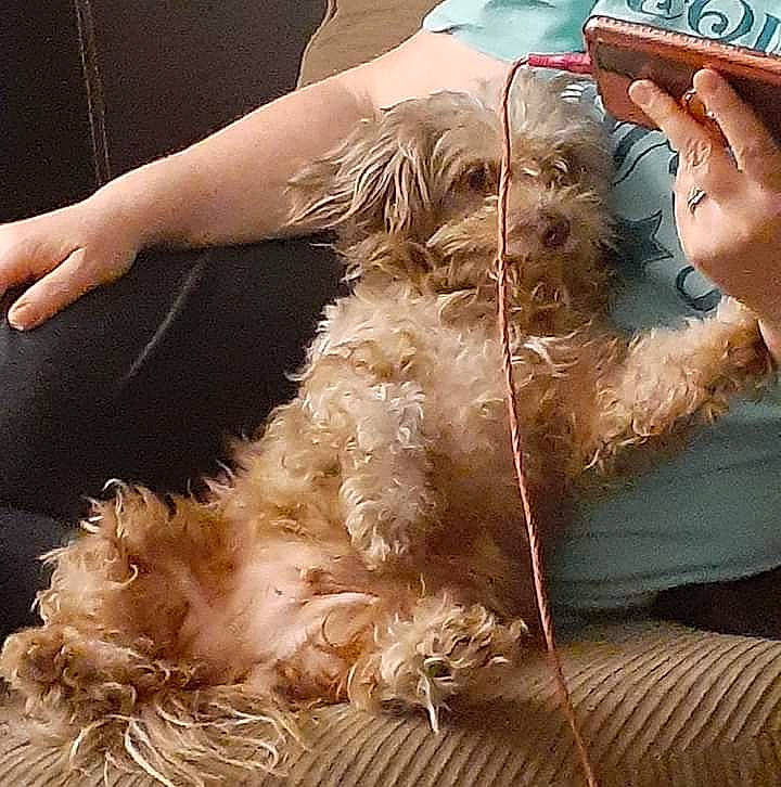 Princess Sugar Biscuit joined the competition — help win amazing prizes! canidae, carnivore, companion_dog, dog, dog_breed, ear, fur, irish_soft_coated_wheaten_terrier, miniature_schnauzer, morkie, non_sporting_group, puppy, schnauzer, shih_tzu, sporting_group, terrier, west_highland_white_terrier