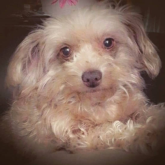 Princess Sugar Biscuit is registered to the contest to win money with this photo: bolonka, canidae, carnivore, cockapoo, companion_dog, dog, dog_breed, eye, havanese, maltepoo, maltese, mammal, morkie, nose, poodle_crossbreed, puppy, puppy_love, schnoodle, toy_poodle, vertebrate