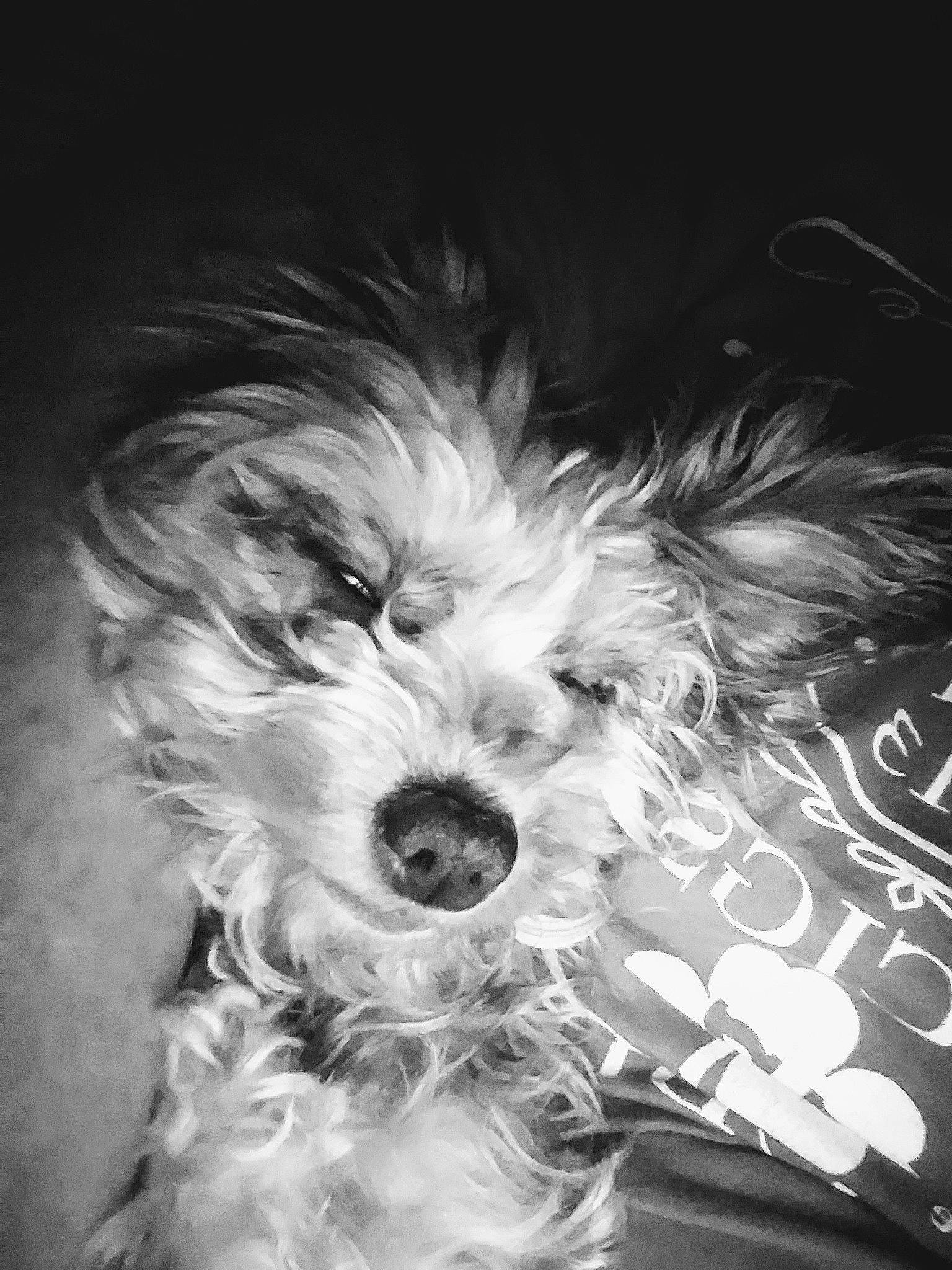 Princess Sugar Biscuit joined the competition — help win amazing prizes! black_and_white, canidae, carnivore, cavapoo, cockapoo, dog, dog_breed, havanese, kyi_leo, lowchen, maltepoo, maltese, mammal, morkie, nose, puppy, schnoodle, snout, terrier, tibetan_terrier