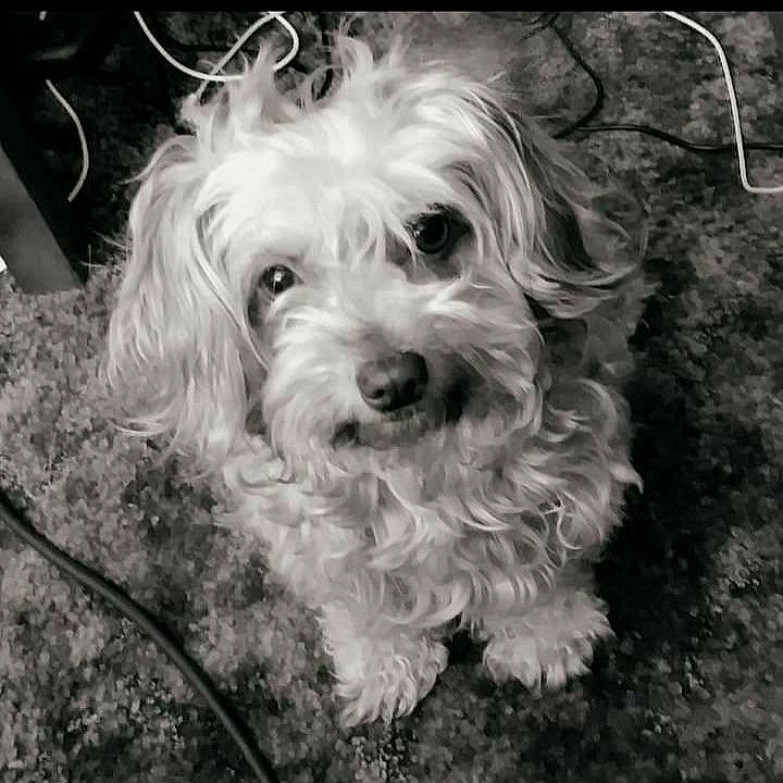 Princess Sugar Biscuit