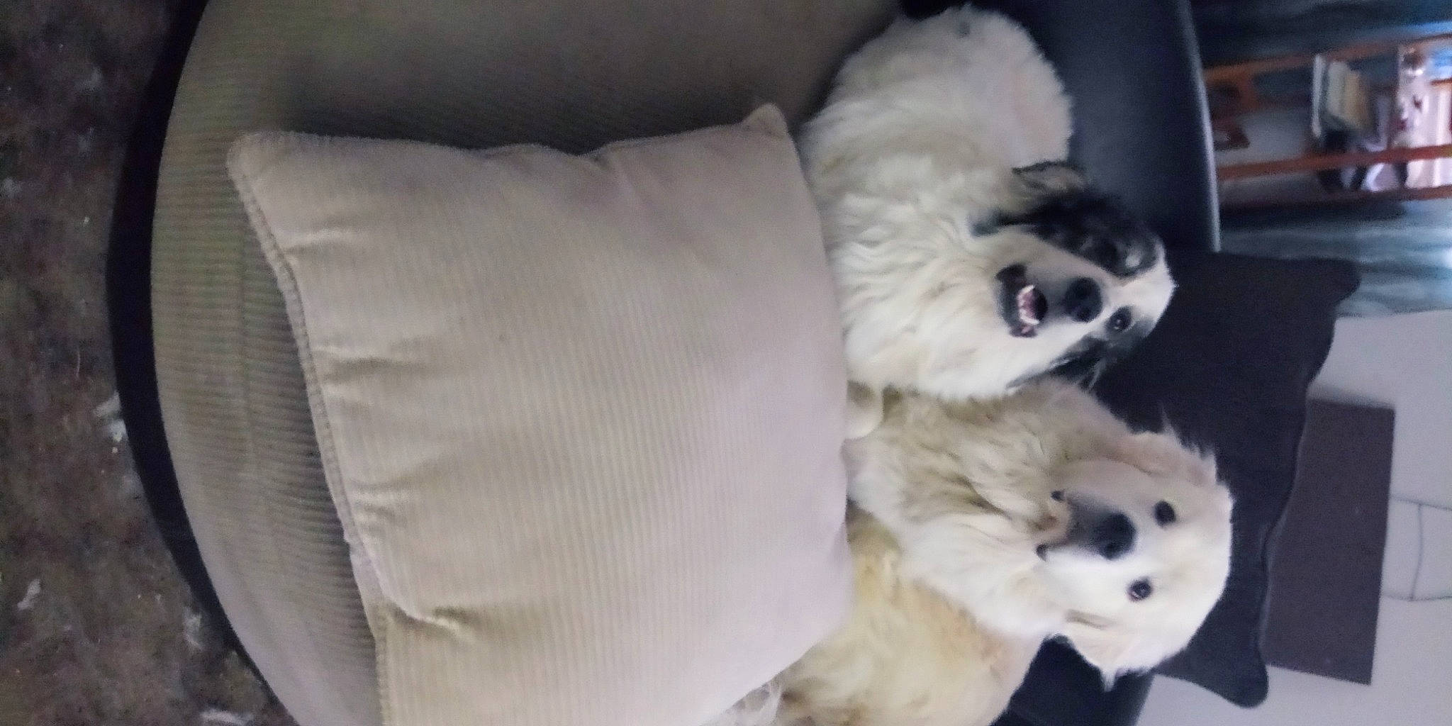 Diva is registered to the contest to win money with this photo: bichon, canidae, carnivore, chinese_imperial_dog, companion_dog, dog, dog_breed, fur, havanese, japanese_chin, lhasa_apso, maltese, mammal, non_sporting_group, puppy, puppy_love, shih_tzu, sporting_group, tibetan_terrier, toy_dog