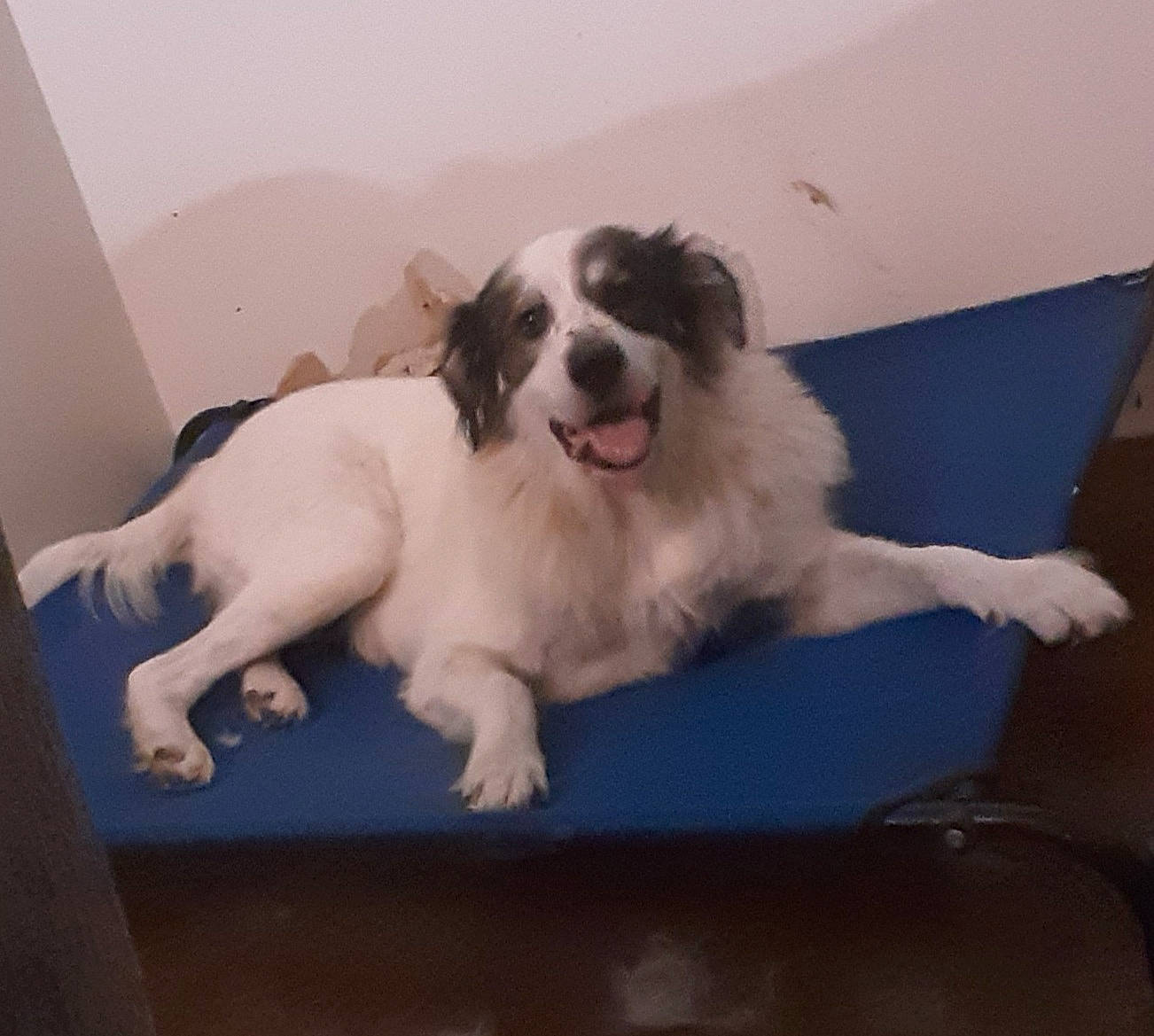 Diva joined the competition — help win amazing prizes! border_collie, canidae, carnivore, companion_dog, dog, dog_breed, drentse_patrijshond, english_springer_spaniel, kooikerhondje, landseer, mammal, moscow_watchdog, mucuchies, phalene, puppy, pyrenean_mastiff, sporting_group, tornjak, vertebrate