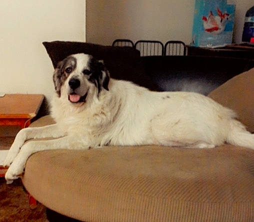 Diva is registered to the contest to win money with this photo: canidae, carnivore, companion_dog, dog, dog_breed, livestock_guardian_dog, mammal, mucuchies, pyrenean_mastiff, rare_breed_dog, sporting_group, tornjak, vertebrate