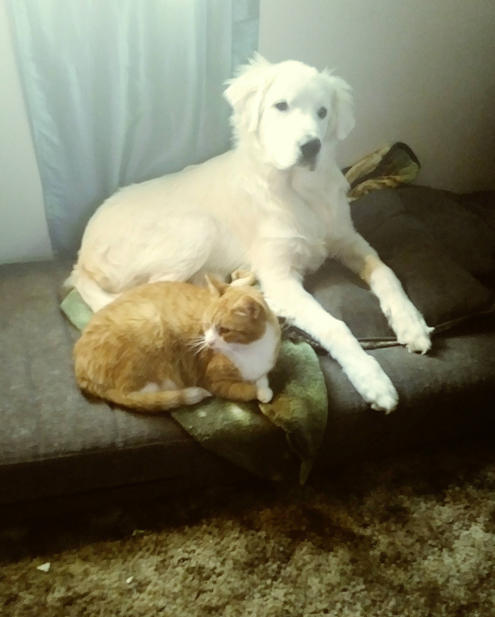 Puss joined the competition — help win amazing prizes! akbash_dog, canidae, carnivore, central_asian_shepherd_dog, companion_dog, dog, dog_breed, great_pyrenees, kuvasz, livestock_guardian_dog, mammal, maremma_sheepdog, mucuchies, polish_tatra_sheepdog, puppy, slovak_cuvac, sporting_group, tail, vertebrate