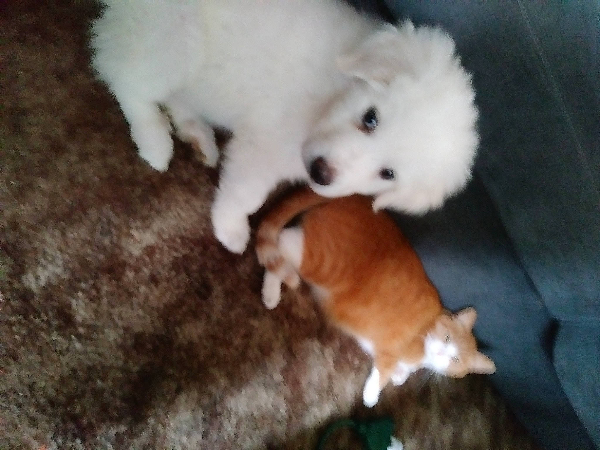 Puss is registered to the contest to win money with this photo: bichon, canidae, carnivore, companion_dog, dog, dog_breed, german_spitz, german_spitz_klein, japanese_spitz, maltese, mammal, non_sporting_group, pomeranian, puppy, rare_breed_dog, samoyed, spitz, toy_dog, vertebrate, volpino_italiano