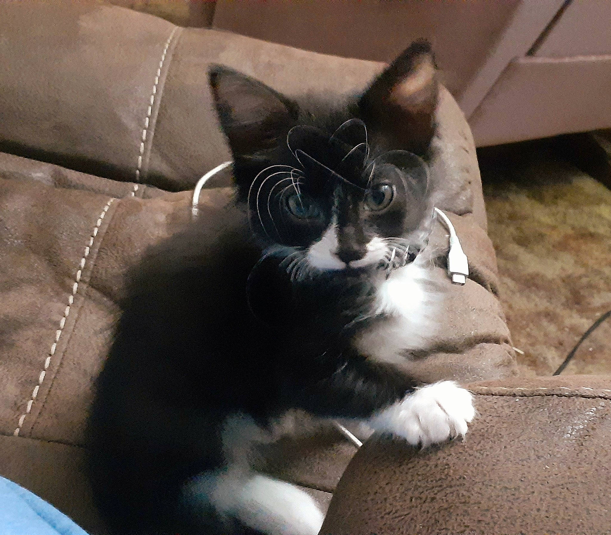 Killa joined the competition — help win amazing prizes! black_and_white, carnivore, cat, domestic_short_haired_cat, ear, felidae, fur, kitten, mammal, norwegian_forest_cat, paw, polydactyl_cat, small_to_medium_sized_cats, snout, tail, whiskers