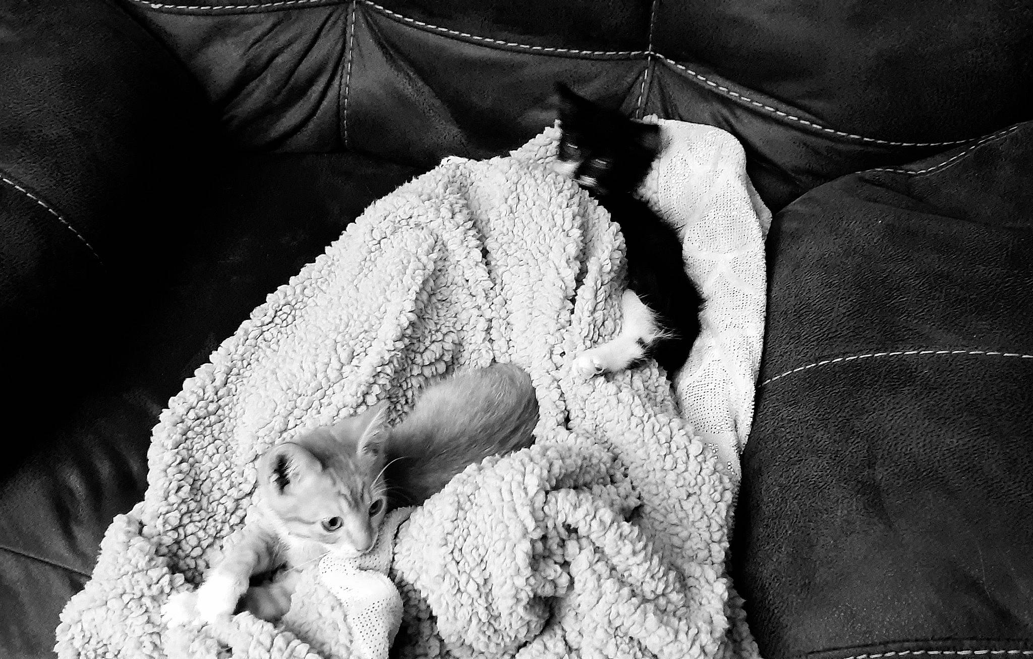 Killa joined the competition — help win amazing prizes! baby, black, black_and_white, cat, child, fur, hand, monochrome, monochrome_photography, nap, sleep, stock_photography, style, whiskers