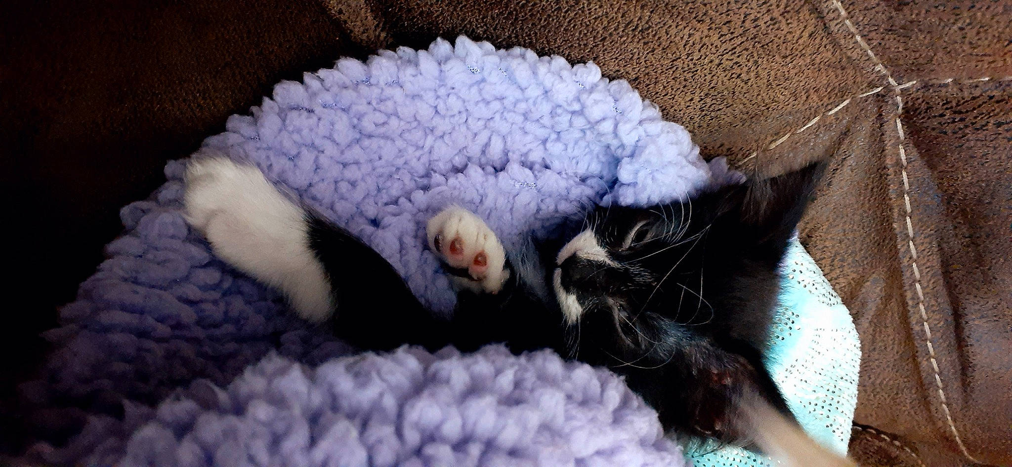 Killa joined the competition — help win amazing prizes! carnivore, cat, cornish_rex, crochet, felidae, fur, kitten, small_to_medium_sized_cats, whiskers