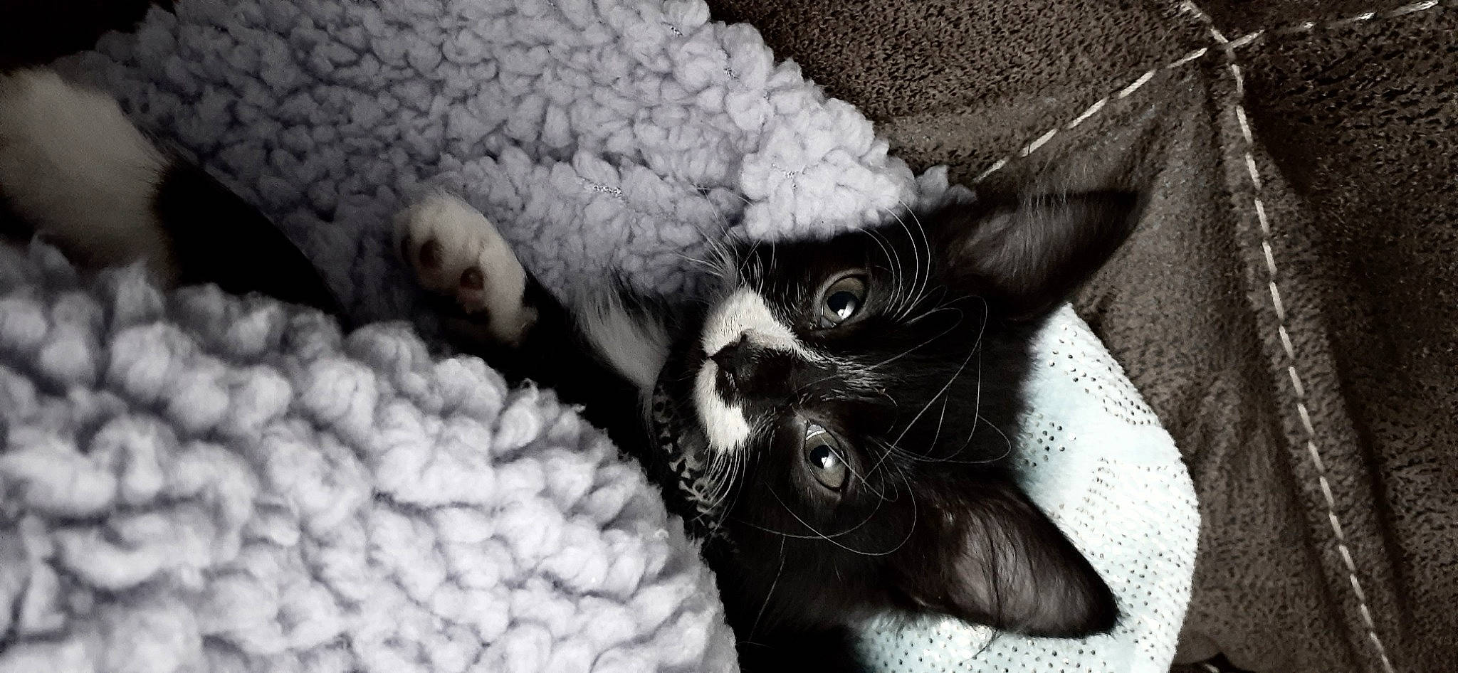 Killa is registered to the contest to win money with this photo: black_and_white, cat, cornish_rex, devon_rex, eye, felidae, photography, small_to_medium_sized_cats, snout, whiskers