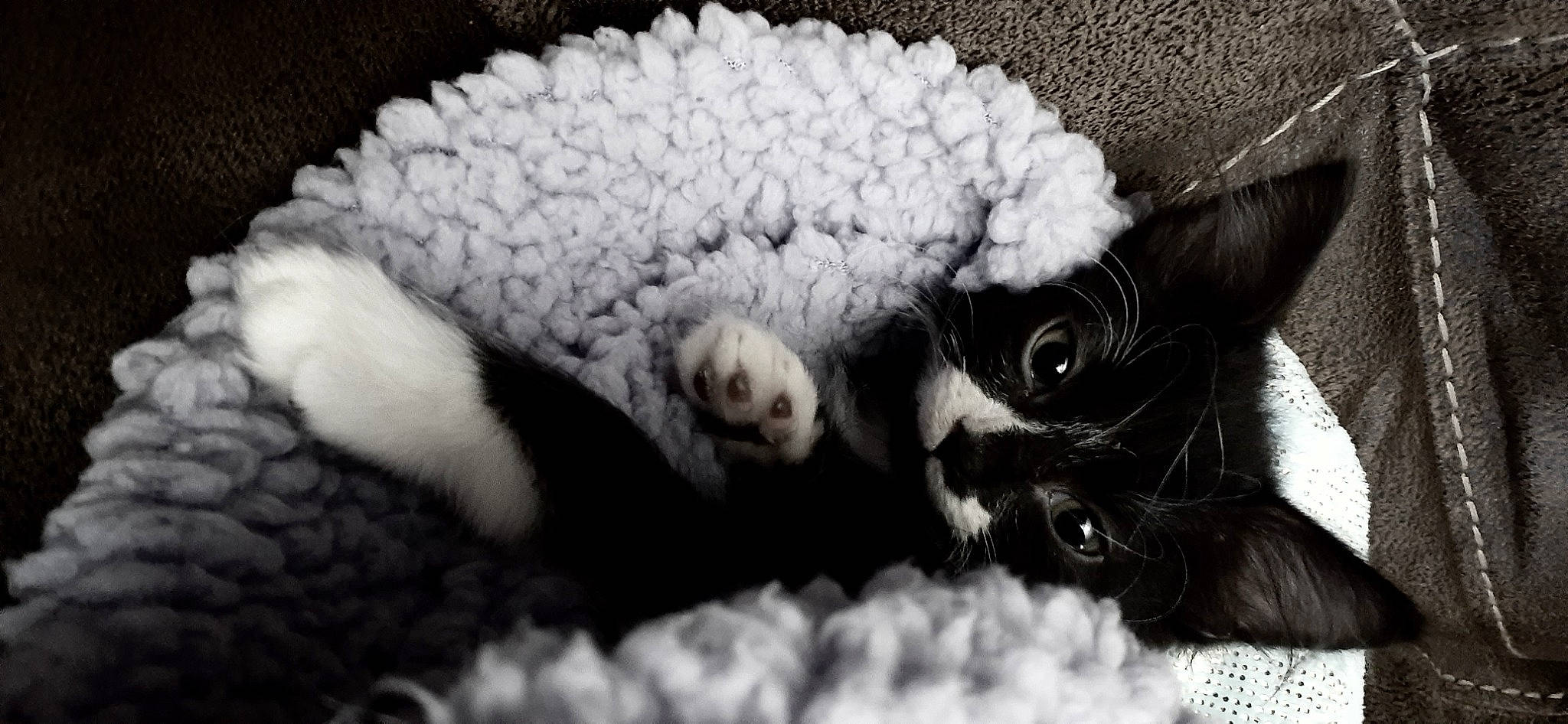 Killa joined the competition — help win amazing prizes! carnivore, cat, cornish_rex, felidae, fur, kitten, small_to_medium_sized_cats, snout, whiskers