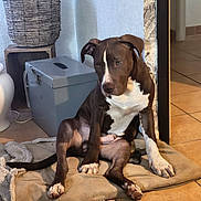 Hadès a rejoint le concours — aidez-le/la à gagner de superbes lots ! dog, brown, white, pet, sitting, mat, floor, tile, indoor, plant, cactus, basket, box, wall, curious, paw, ears, tail, cozy, home