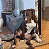 dog, brown, white, pet, sitting, mat, floor, tile, indoor, plant, cactus, basket, box, wall, curious, paw, ears, tail, cozy, home