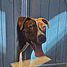 Hadès participe au concours pour gagner de l'argent avec cette photo : dog, tongue_out, wooden_fence, blue_fence, sunlight, shadow, outdoor, pet, animal, playful, happy, peeking, hole, brown_dog, white_markings, canine, daylight, concrete_floor, vintage, curious
