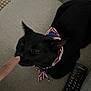 Flufferson is registered to the contest to win money with this photo: black_cat, cat, bandana, american_flag, couch, remote_control, finger, human_hand, indoor, pet, animal, lying, sniffing, fur, domestic_cat, closeup, cozy, relaxing, touch, interaction