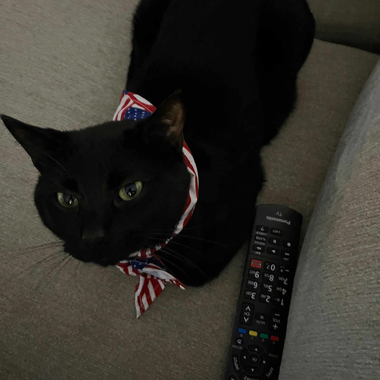 Flufferson is registered to the contest to win money with this photo: animal, bandana, black_cat, cat, closeup, couch, cute, domestic_animal, fabric, feline, fur, green_eyes, home, indoor, living_room, pet, relaxation, remote_control, resting, whiskers