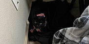 Flufferson is registered to the contest to win money with this photo: cat, black_cat, bandana, indoor, corner, blanket, carpet, plaid_blanket, cozy, pet, animal, feline, domestic_animal, resting, curious, eyes, fur, home, floor, quiet