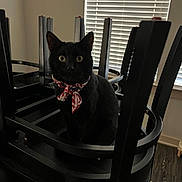 Flufferson is registered to the contest to win money with this photo: cat, black_cat, indoor, chair, wooden_furniture, bandana, pet, animal, window_blinds, curious, sitting, domestic_cat, furniture, floor, eyes, ears, collar, indoor_lighting, home, quiet