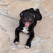 Tyson a rejoint le concours — aidez-le/la à gagner de superbes lots ! animal, black_coat, canine, close_up, dog, ears, four_legs, happy, lying_down, outdoor, paw, pet, playful, puppy, smiling, stone_floor, tongue, tongue_out, white_markings, young_dog
