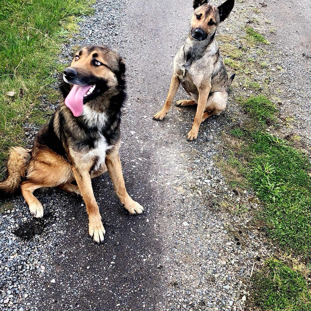Titoune participe au concours pour gagner de l'argent avec cette photo : animal, canine, city, dog, face, grass, head, outdoors, path, person, pet, photography, plant, portrait, puppy, road, rock, street, urban, vegetation