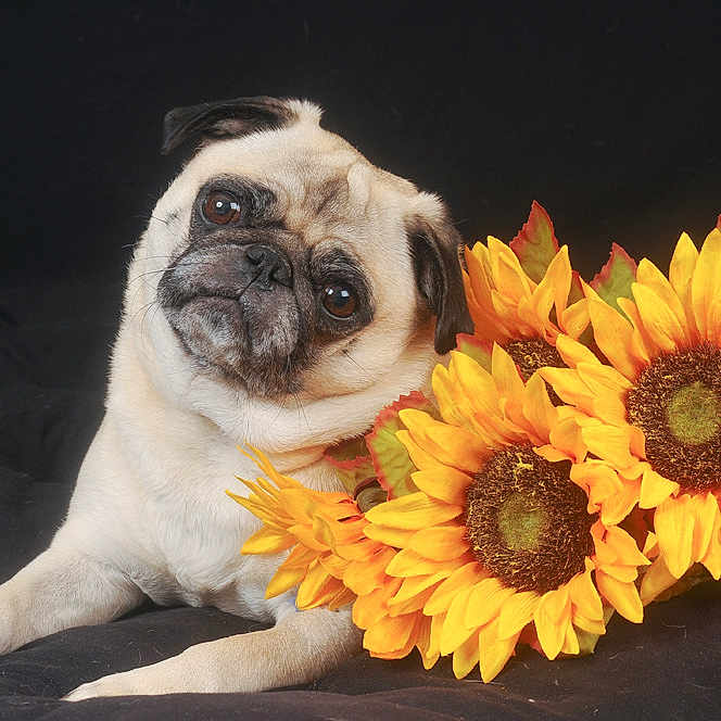 Miss Molly is registered to the contest to win money with this photo: ancient_dog_breeds, bulldog, canidae, carnivore, companion_dog, dog, dog_breed, fawn, flower, mammal, plant, pug, puppy, puppy_love, snout, sunflower, toy_dog