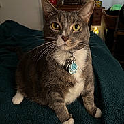 Yumi joined the competition — help win amazing prizes! cat, gray_cat, white_paws, yellow_eyes, collar, tags, indoor, blanket, furniture, decor, owl_statue, wooden_furniture, pet, domestic_cat, portrait, sitting, whiskers, closeup, cozy, home