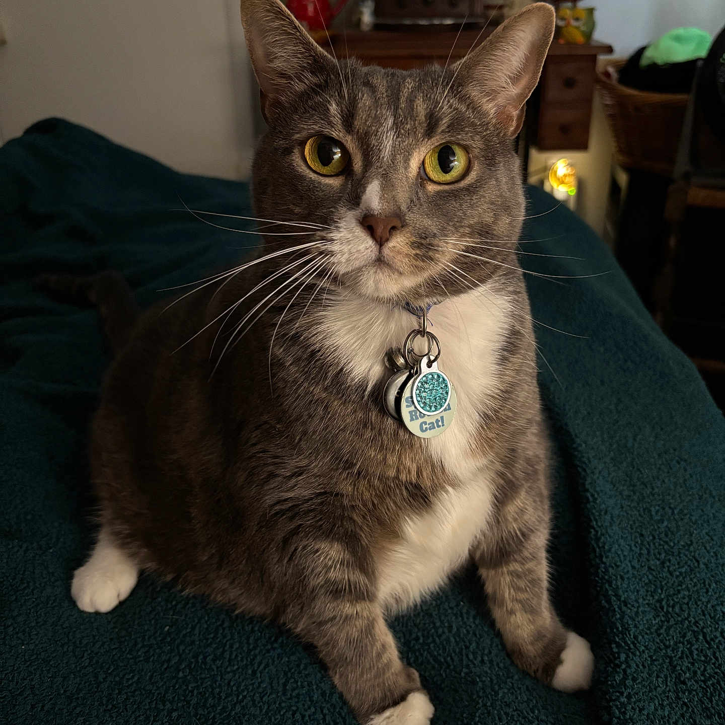 Yumi joined the competition — help win amazing prizes! blanket, cat, closeup, collar, cozy, decor, domestic_cat, furniture, gray_cat, home, indoor, owl_statue, pet, portrait, sitting, tags, whiskers, white_paws, wooden_furniture, yellow_eyes