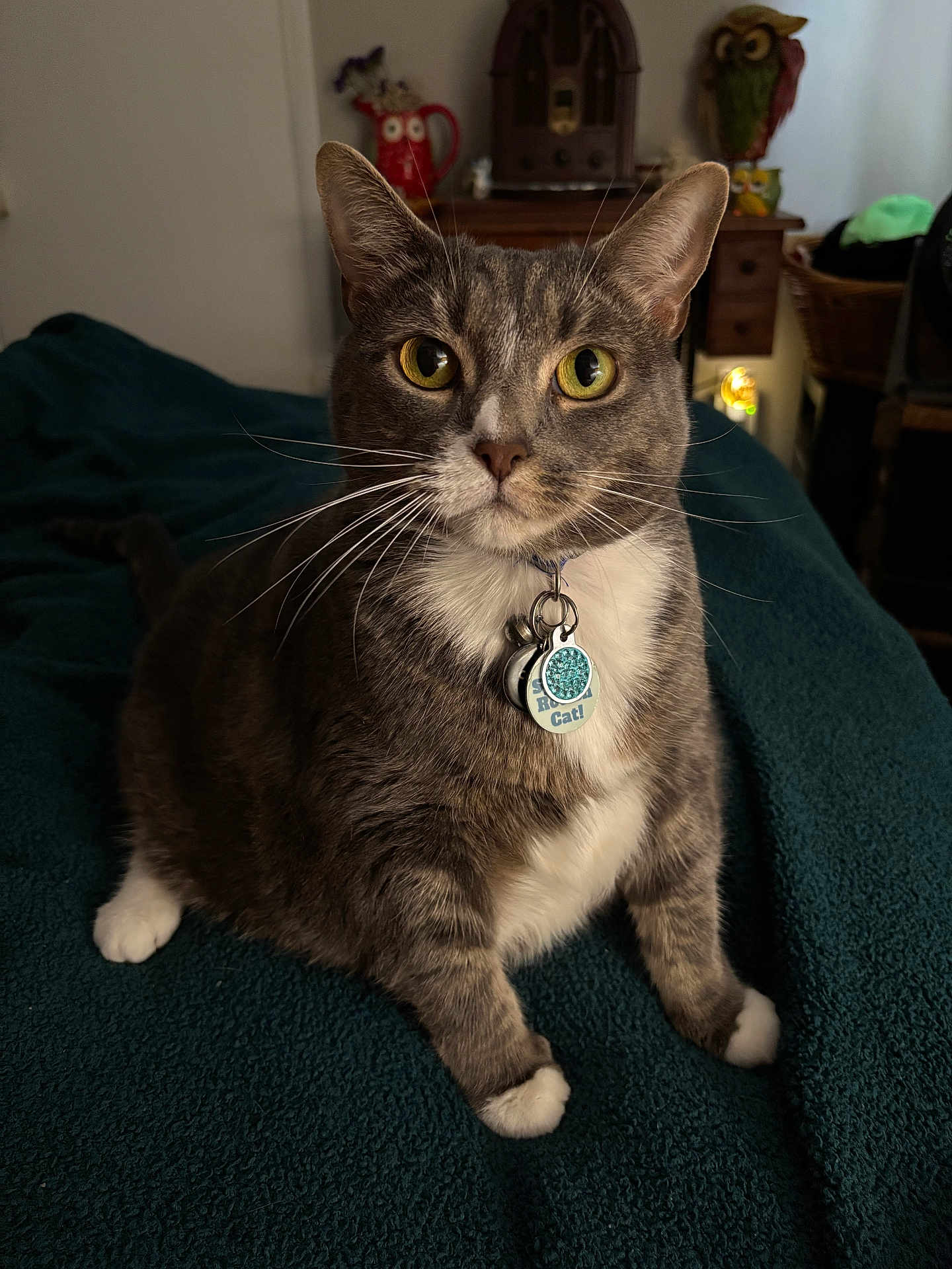 Yumi joined the competition — help win amazing prizes! cat, gray_cat, white_paws, yellow_eyes, collar, tags, indoor, blanket, furniture, decor, owl_statue, wooden_furniture, pet, domestic_cat, portrait, sitting, whiskers, closeup, cozy, home