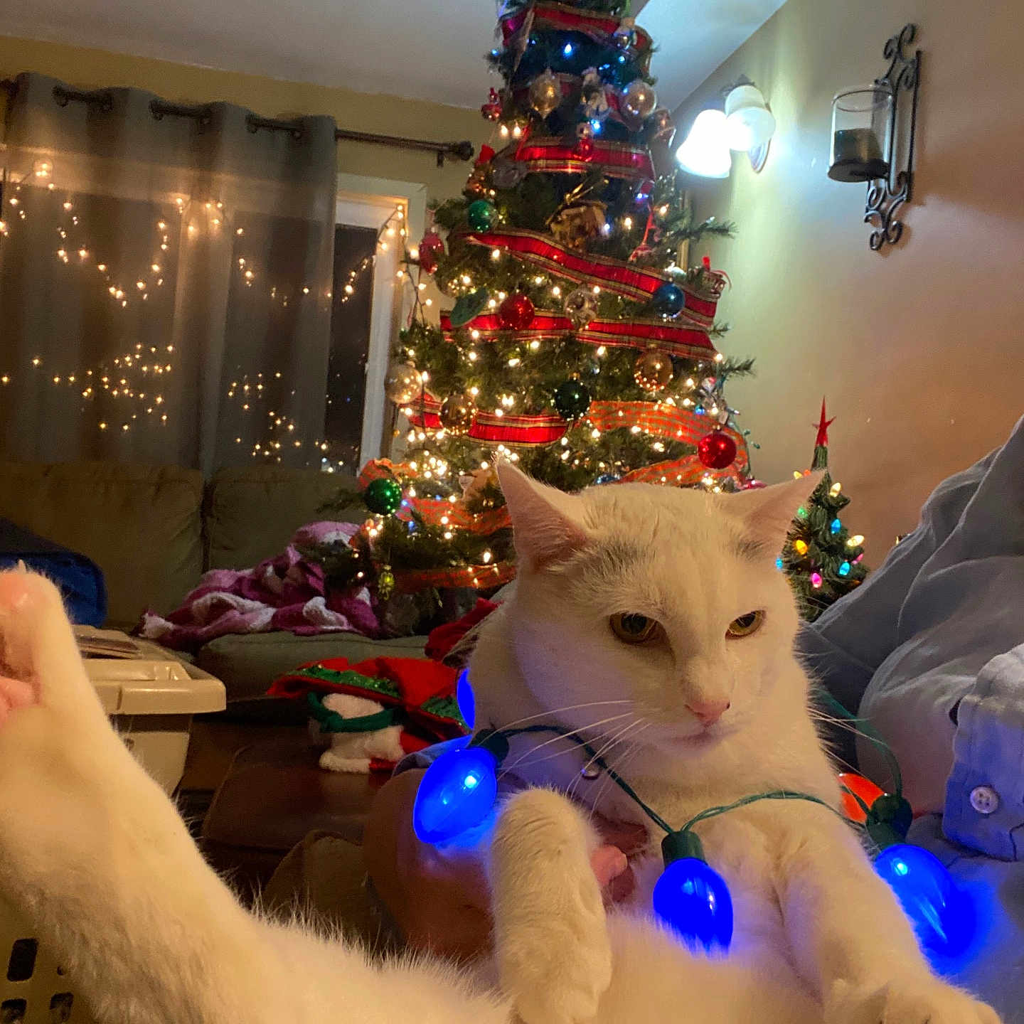 Politano joined the competition — help win amazing prizes! animal, blanket, cat, christmas_lights, christmas_tree, couch, cozy, feline, festive, hand, holiday, holiday_decorations, indoor, lights, living_room, ornaments, person, pet, relaxing, white_cat