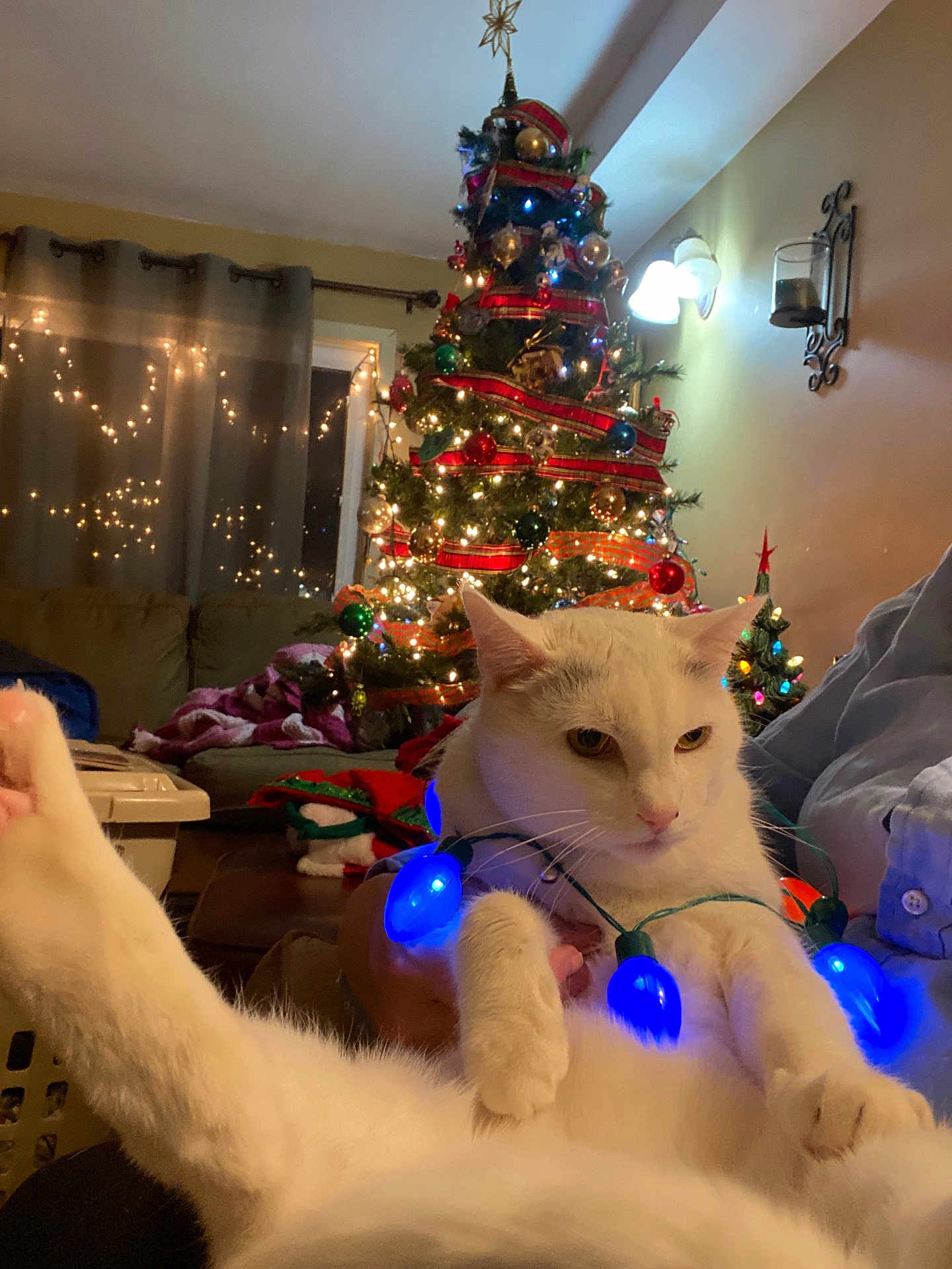 Politano joined the competition — help win amazing prizes! animal, blanket, cat, christmas_lights, christmas_tree, couch, cozy, feline, festive, hand, holiday, holiday_decorations, indoor, lights, living_room, ornaments, person, pet, relaxing, white_cat