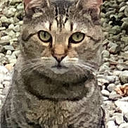 Declan joined the competition — help win amazing prizes! alert, animal, cat, closeup, ears, eyes, feline, fur, ground, mammal, nature, outdoor, pet, portrait, rocks, sitting, stripes, tabby_cat, whiskers, wildlife