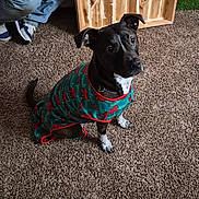 Nina joined the competition — help win amazing prizes! dog, black_and_white_dog, pet, sweater, festive_clothing, christmas, green, red, white_chest, white_paws, sitting, indoors, carpet, wooden_furniture, person, jeans, sneakers, portrait, curious_expression, home