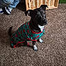 dog, black_and_white_dog, pet, sweater, festive_clothing, christmas, green, red, white_chest, white_paws, sitting, indoors, carpet, wooden_furniture, person, jeans, sneakers, portrait, curious_expression, home