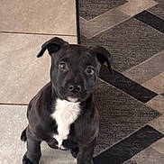 Princess Onyx is registered to the contest to win money with this photo: puppy, dog, black_dog, white_chest, sitting, floor, tile_floor, rug, indoor, pet, animal, cute, young_dog, ears, looking_up, alert, companion, domestic_animal, adorable, fur