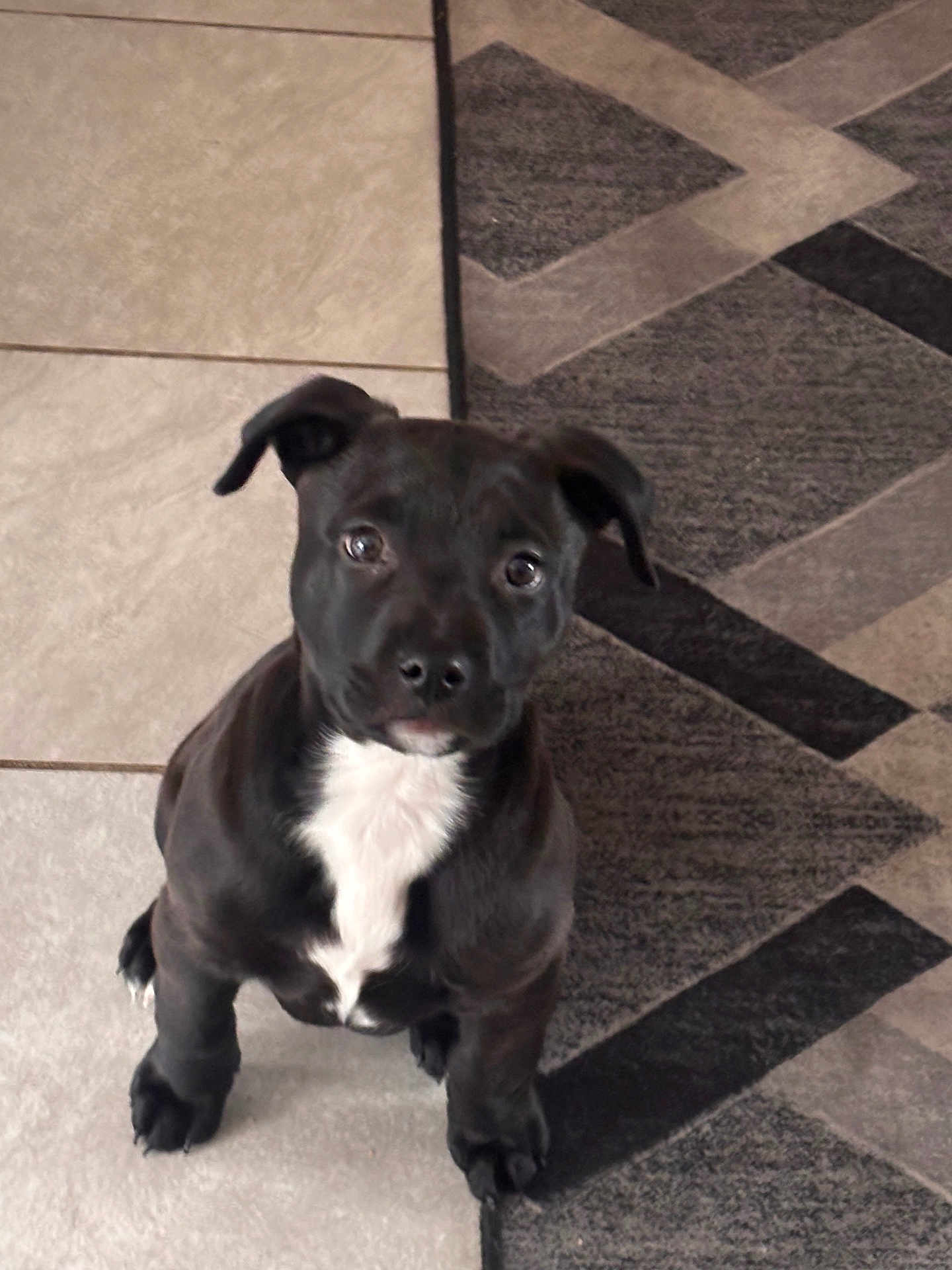 Princess Onyx is registered to the contest to win money with this photo: puppy, dog, black_dog, white_chest, sitting, floor, tile_floor, rug, indoor, pet, animal, cute, young_dog, ears, looking_up, alert, companion, domestic_animal, adorable, fur