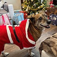 Scar joined the competition — help win amazing prizes! blanket, celebration, christmas_tree, cozy, decorations, dog, festive, furniture, gift_bags, happy, holiday, indoor, lights, living_room, ornaments, pet, presents, santa_outfit, smiling_dog, wooden_floor