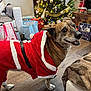 blanket, celebration, christmas_tree, cozy, decorations, dog, festive, furniture, gift_bags, happy, holiday, indoor, lights, living_room, ornaments, pet, presents, santa_outfit, smiling_dog, wooden_floor