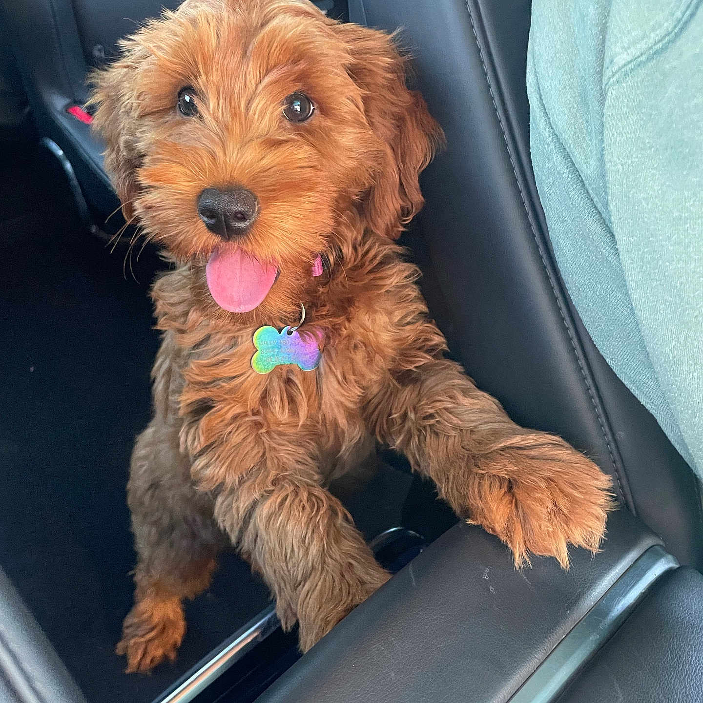 Rosie joined the competition — help win amazing prizes! animal, brown, car_interior, center_console, collar, cute, dog, front_seat, fur, happy, indoor, leather_seat, looking_up, pet, playful, puppy, seat, tag, tongue, young_dog