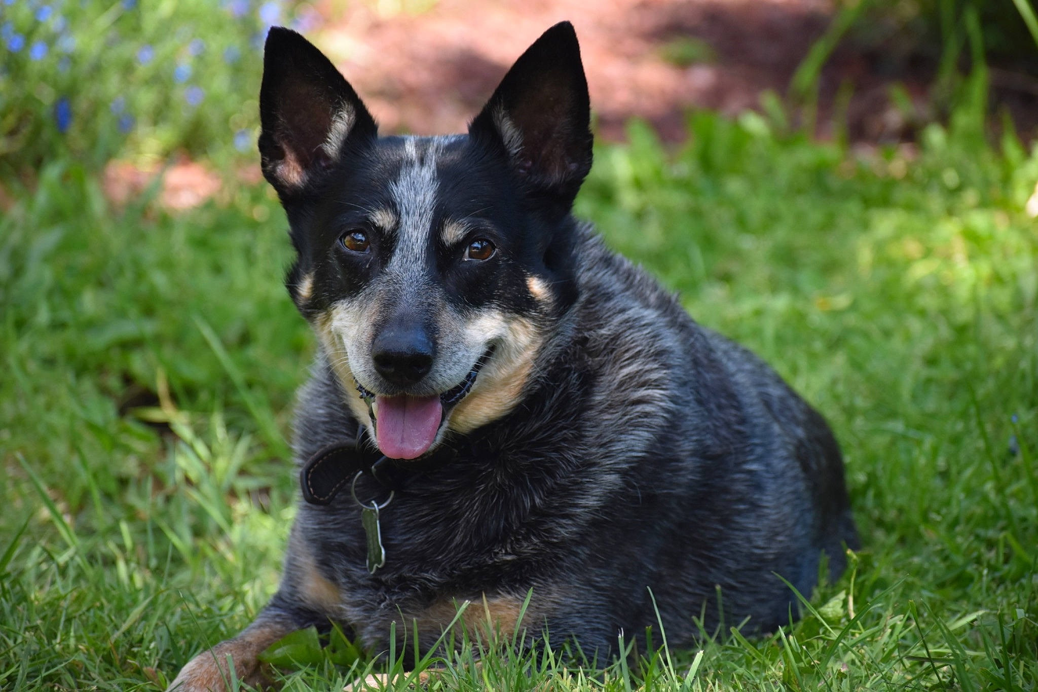 Tayler joined the competition — help win amazing prizes! australian_cattle_dog, australian_kelpie, australian_stumpy_tail_cattle_dog, bohemian_shepherd, canidae, carnivore, dog, dog_breed, east_european_shepherd, grass, kunming_wolfdog, lancashire_heeler, lapponian_herder, mammal, rare_breed_dog, texas_heeler, vertebrate, working_dog