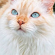 Moomins a rejoint le concours — aidez-le/la à gagner de superbes lots ! cat, blue_eyes, fluffy, fur, close_up, portrait, animal, pet, whiskers, ears, nose, outdoor, nature, soft, cute, feline, mammal, face, alert, beautiful