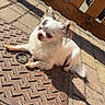 Joy participe au concours pour gagner de l'argent avec cette photo : dog, small_dog, chihuahua, outdoor, sunlight, shadow, metal_grate, pavement, wooden_fence, relaxed, pet, animal, fur, ears, daylight, quiet, resting, nature, texture, closeup