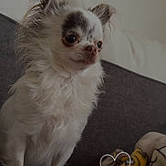 Joy participe au concours pour gagner de l'argent avec cette photo : dog, chihuahua, small_dog, pet, indoor, couch, blanket, white_fur, black_markings, fur, cute, alert, companion, animal, domestic_animal, resting_place, cozy, heart_overlay, furniture, soft_lighting