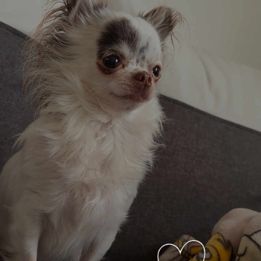Joy participe au concours pour gagner de l'argent avec cette photo : dog, chihuahua, small_dog, pet, indoor, couch, blanket, white_fur, black_markings, fur, cute, alert, companion, animal, domestic_animal, resting_place, cozy, heart_overlay, furniture, soft_lighting