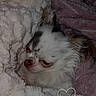 Joy participe au concours pour gagner de l'argent avec cette photo : dog, chihuahua, pet, blanket, cozy, fur, sleepy, animal, cute, small_dog, white_fur, brown_spots, indoor, resting, soft_texture, heart_doodle, snuggled, warm, comfort, closeup