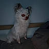 dog, small_dog, white_dog, bed, pillow, blanket, indoor, pet, animal, fur, ears, sitting, quiet, calm, resting, domestic_animal, companion, furniture, home, sleep_area