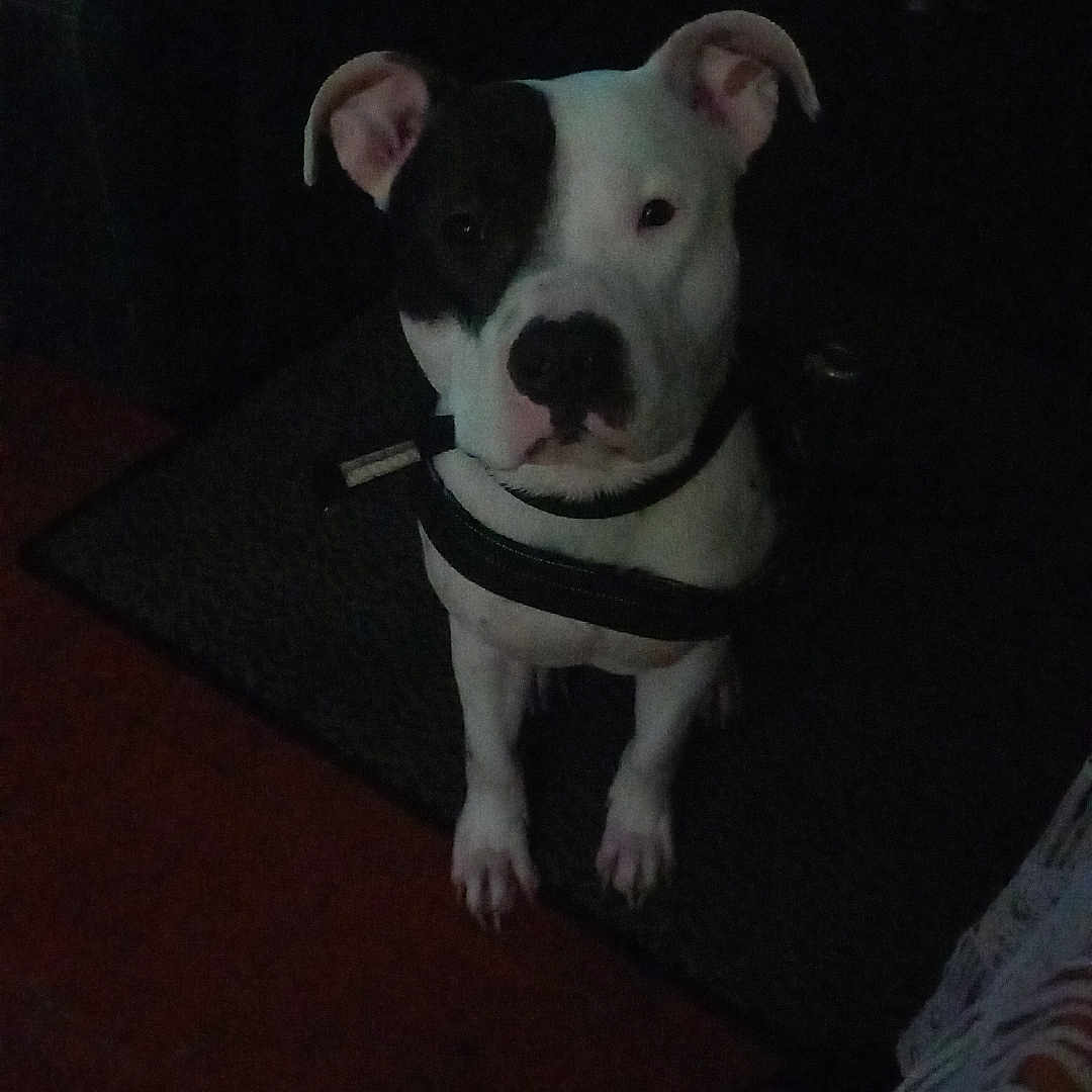 Kidjy a rejoint le concours — aidez-le/la à gagner de superbes lots ! animal, ball, bostonbull, boxer, bulldog, canine, clothing, couch, dog, footwear, furniture, pet, pitbull, puppy, runningshoe, shoe, sport, tennis, terrier, whitedog