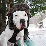 Nala is registered to the contest to win money with this photo: animal_face, barn, calm, close_up, collar, dog, evergreen, fuzzy_hat, harness, hat, outdoors, paws, person_hand, pitbull, portrait, sitting, snow, tree, white_dog, winter