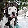 animal_face, barn, calm, close_up, collar, dog, evergreen, fuzzy_hat, harness, hat, outdoors, paws, person_hand, pitbull, portrait, sitting, snow, tree, white_dog, winter