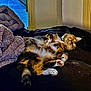 black_blanket, blanket, cat, cozy, domestic_animal, door_frame, feline, floor, fluffy, fur, indoor, multicolored, napping, paw, pet, purple_blanket, relaxed, sleeping, tail, whiskers