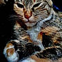 Rosy participe au concours pour gagner de l'argent avec cette photo : animal, cat, claws, closeup, cute, domestic, ears, face, feline, fur, indoor, mammal, paw, pet, relaxed, resting, sleepy, tabby, tabby_cat, whiskers
